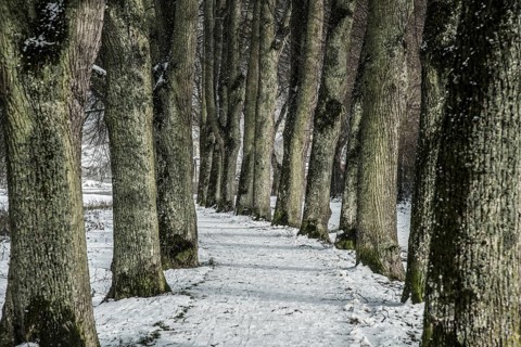 A tree-lined road in winter