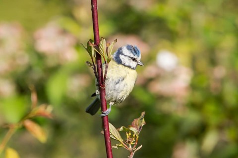 Blue Tit (Cyanistes caeruleus syn Parus caeruleus)