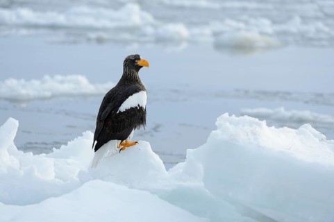 Steller's Sea Eagle (Haliaeetus pelagicus) perched on an ice floe