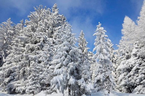Snow-covered spruce trees (Picea abies) and larch trees (Laryx decidua)