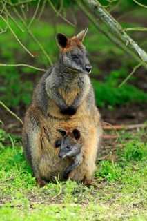 Swamp wallaby (Wallabia bicolor)