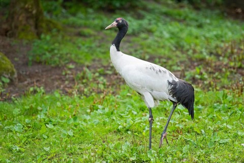 Black-necked Crane (Grus nigricollis)