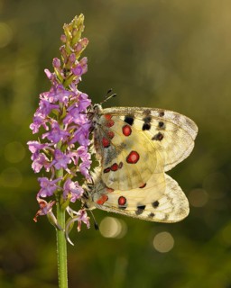 Apollo Butterflies (Parnassius apollo)