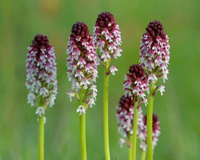Burnt Tip Orchid (Orchis ustulata)