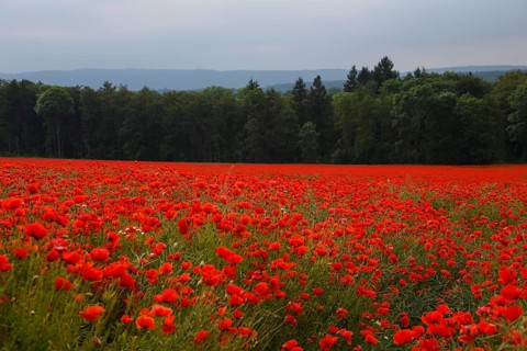 Poppy field in full bloom