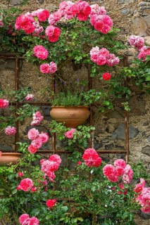 Rambler roses and lavender