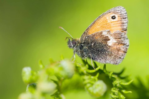 Small Heath butterfly (Coenonympha pamphilus)