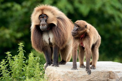 Geladas (Theropithecus gelada)