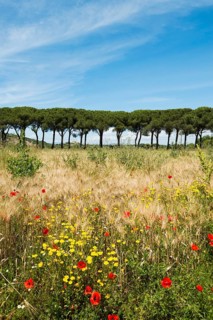 Pine avenue and poppy field