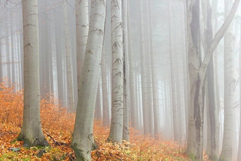 Autumn beech forest