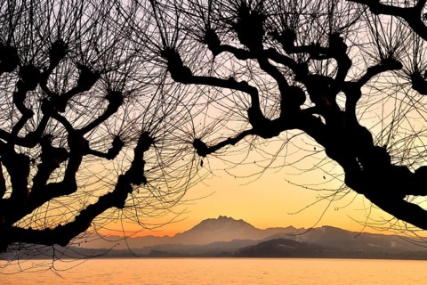 Silhouette of chestnut trees in front of a mountain range with Pilatus