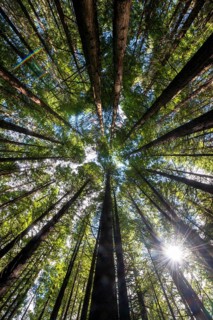 View from below into the treetops