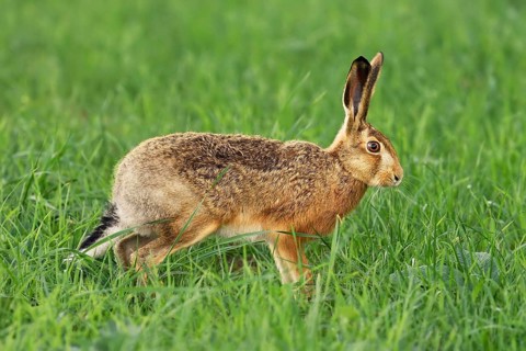 Young European hare (Lepus europaeus)