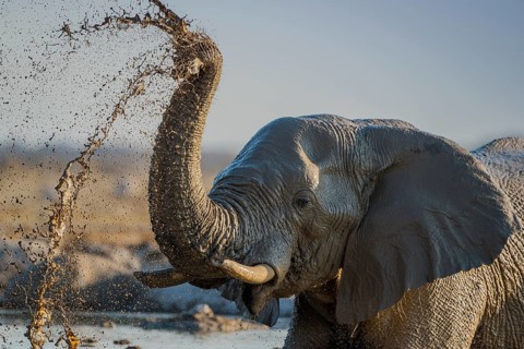 African elephant (Loxodonta africana) splashing mud at a waterhole