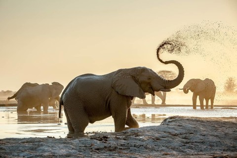 African elephants (Loxodonta africana)