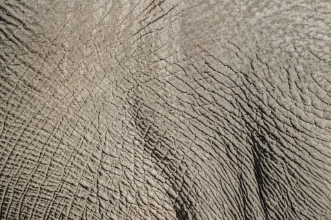 African elephant (Loxodonta africana)