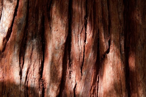 Bark of a California incense cedar (Calocedrus decurrens)