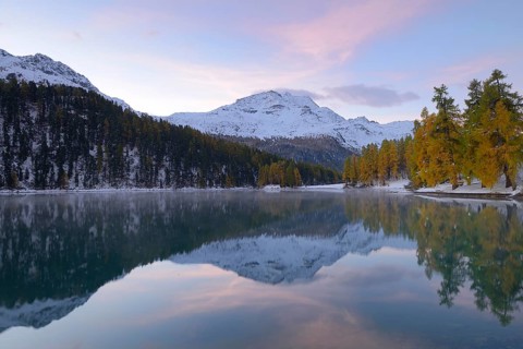 Lake Champfer with an autumnal coloured Larch (Larix) forest with Piz da la Margna at the rear