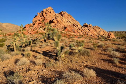 Mojave desert with Joshua trees (Yucca brevifolia)