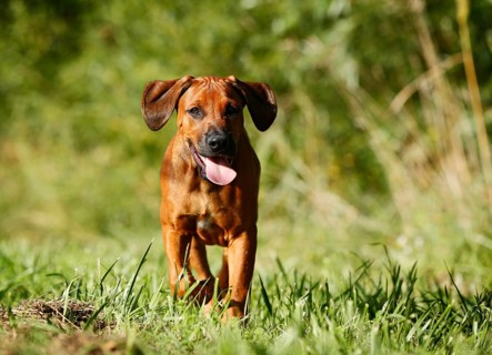 Rhodesian Ridgeback