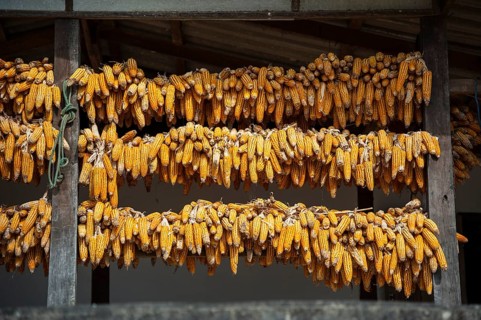 Corn cobs hung up to dry in a village of the Chinese minority on the border with Myanmar