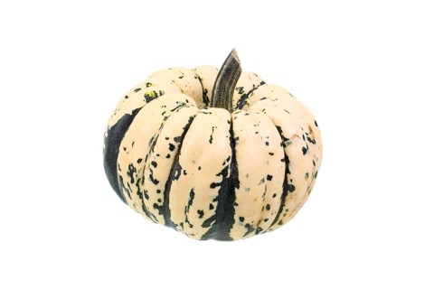 Squash