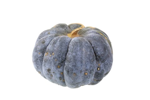 Squash