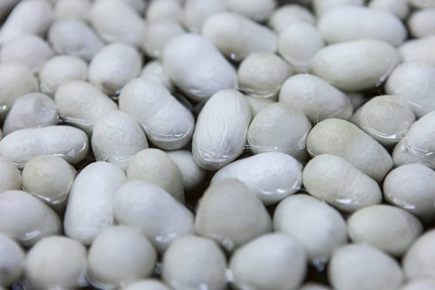 Silkworm cocoons