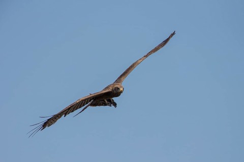 Yellow-billed Kite (Milvus aegyptius) in flight