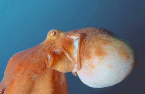 Giant Pacific octopus or North Pacific giant octopus (Enteroctopus dofleini)