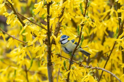 Blue Tit (Cyanistes caeruleus syn Parus caeruleus)
