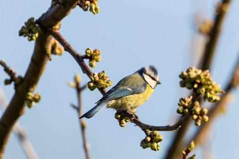 Blue Tit (Cyanistes caeruleus syn Parus caeruleus)