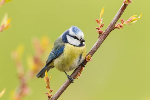 Blue Tit (Cyanistes caeruleus syn Parus caeruleus)