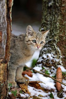 Wildcat (Felis silvestris)