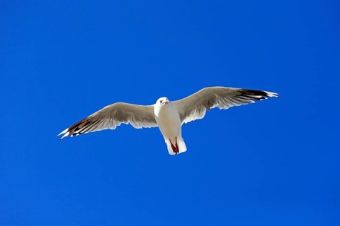 Silver Gull (Larus novaehollandiae)