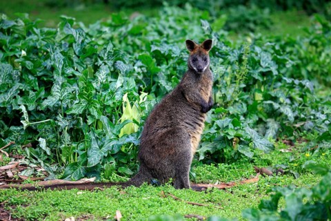 Swamp wallaby (Wallabia bicolor)