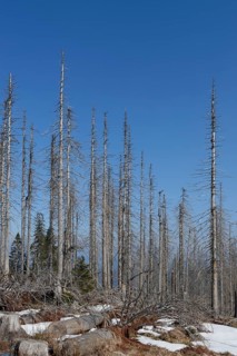 Forest destroyed by the Bark Beetle