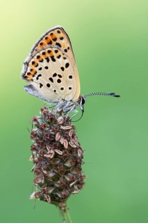 Sooty Copper (Lycaena tityrus)