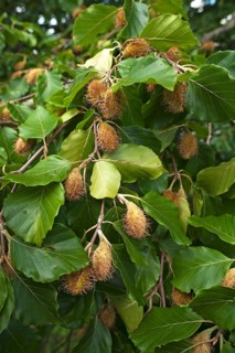 Beech branches (Fagus) with beechnuts