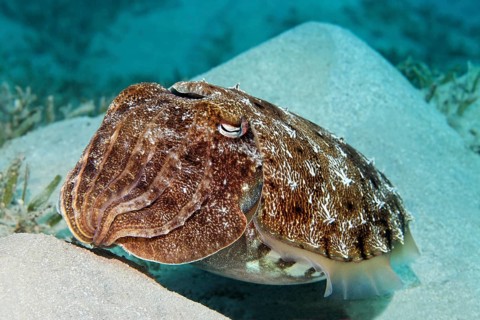 Broadclub cuttlefish (Sepia latimanus) on sand hills