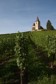 Gothic fortified church of Saint-Jacques in the vineyards