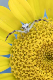 Goldenrod crab spider (Misumena vatia)