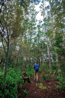 Young man walks on trail through Kauri Forest
