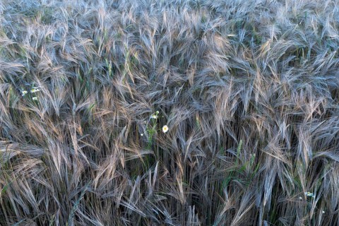 Mature Barley (Hordeum vulgare)