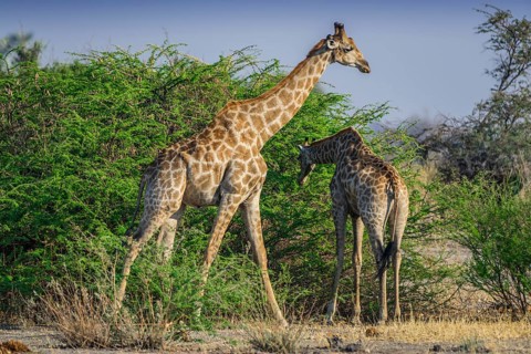 Angolan Giraffes (Giraffa camelopardalis angolensis)