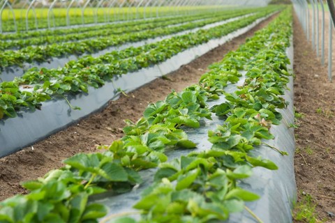 Raised strawberry bed