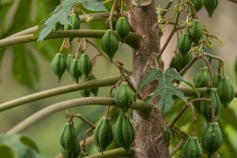 Papaya or Pawpaw (Carica papaya) on the tree