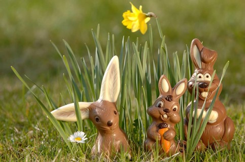 Chocolate bunnies in a meadow between yellow daffodils