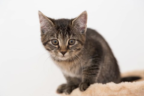 Young tabby domestic cat