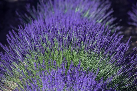 Lavender field